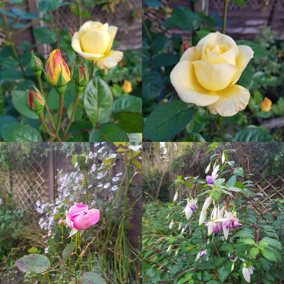 Flower_Power_LC's tweet photo. Arthur Bell yellow rose was the first to flower in early May and is still going strong! Thought I'd capture the last flowers in the garden before the frost gets them
#November #yellowrose #lastrose #Englishrose #Englishgarden https://t.co/pxvYY5xkvB