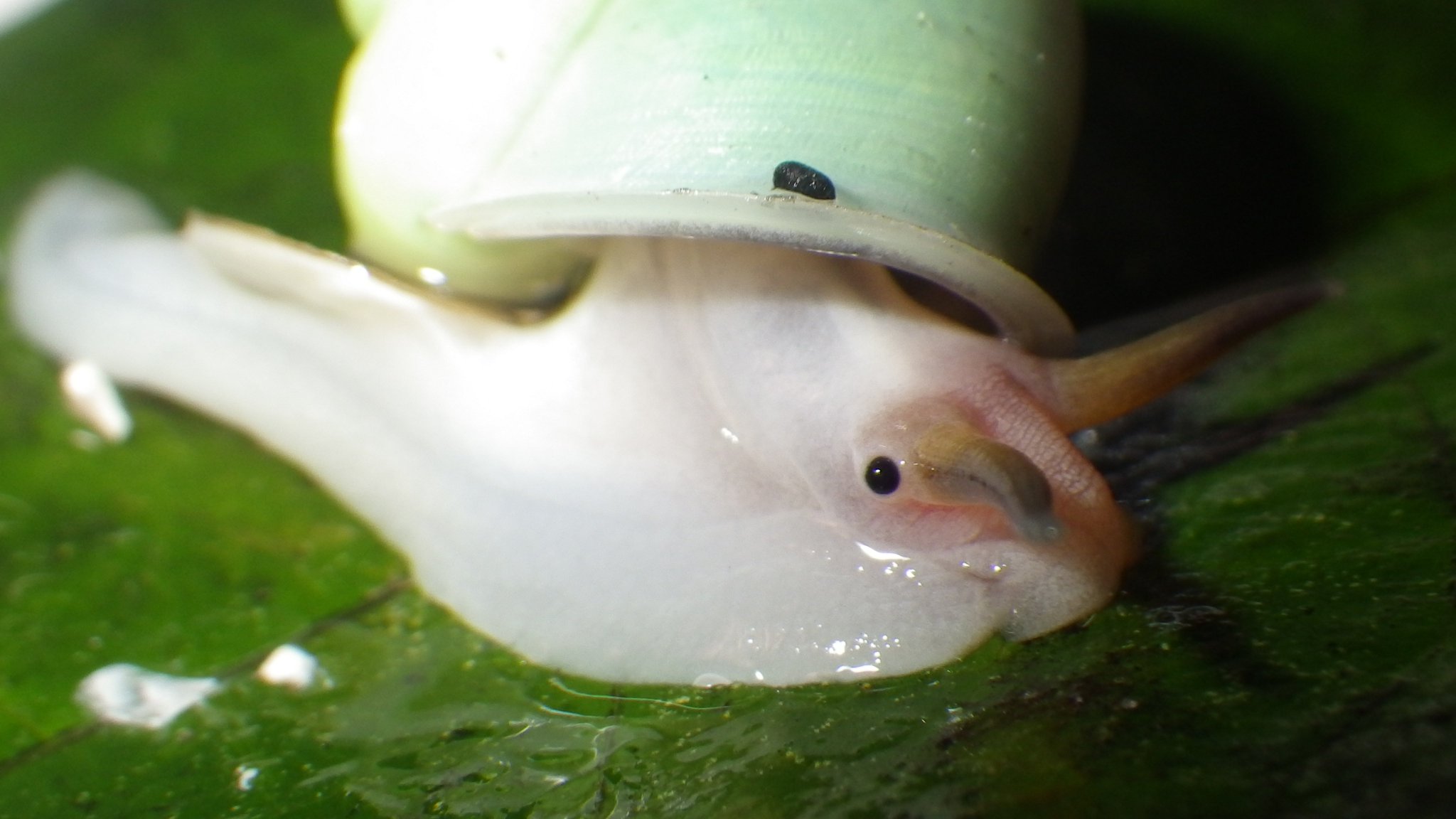 足立区生物園 つぶらな瞳の生きものはどうしてこんなにかわいいのか 足立区 生物園 アオミオカタニシ ツダナナフシ幼虫 つぶらな瞳 足立区生物園 つぶらな瞳の生きものはどうしてこんなにかわいいのか 足立区 生物園 アオミオカタニシ ツダナナフシ幼虫 つぶらな瞳