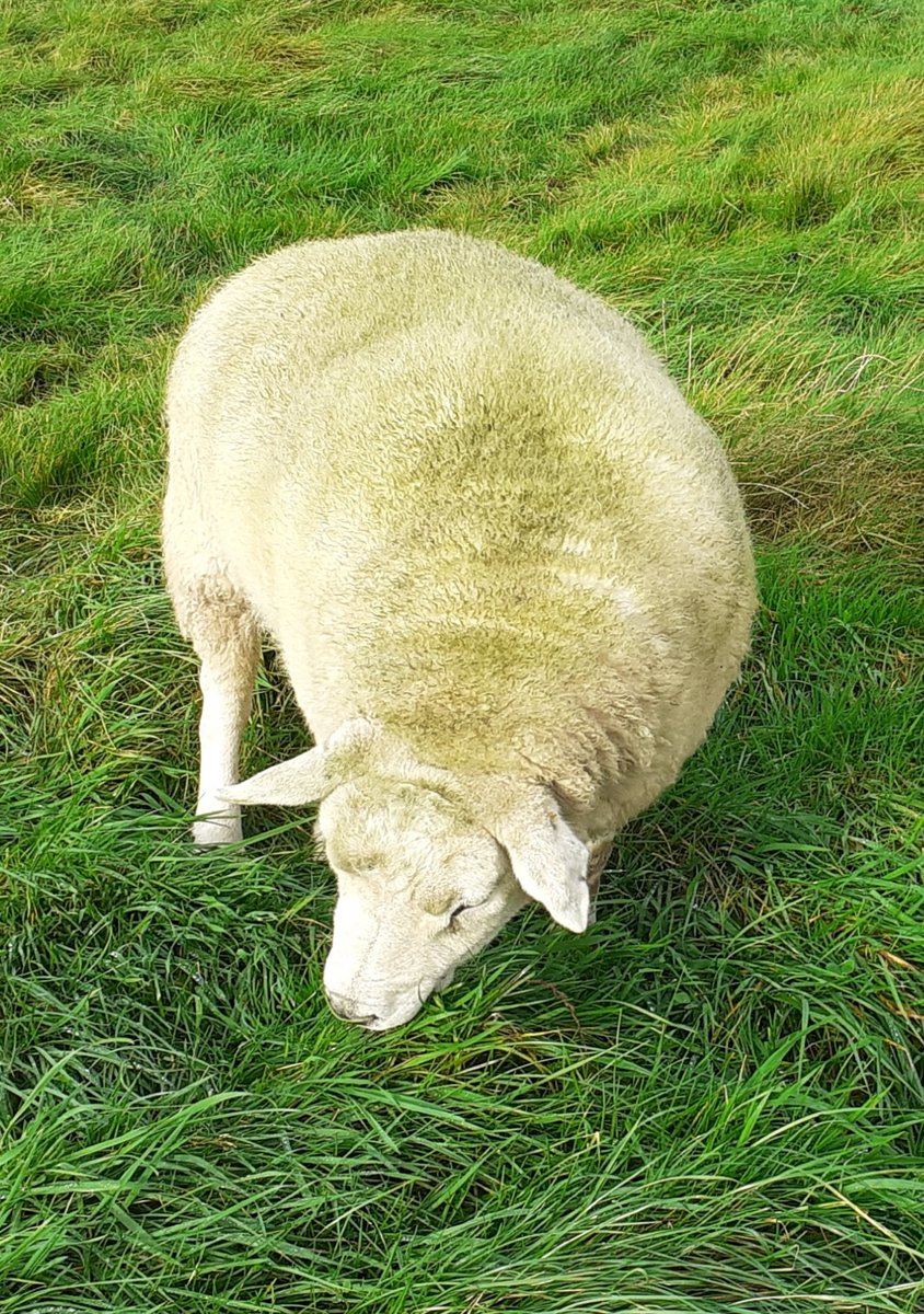 WPSSanctuary's tweet photo. Denis couldn't get to the barber so tried a bit of home hair colouring 💚🤣
#animalsanctuary #sheep365 #sheepoftwitter #texels #denis #FOREVERHOME #hairdisaster #naturaldyeing #nonprofit #AmazonWishLists https://t.co/hCEU28RIhY
