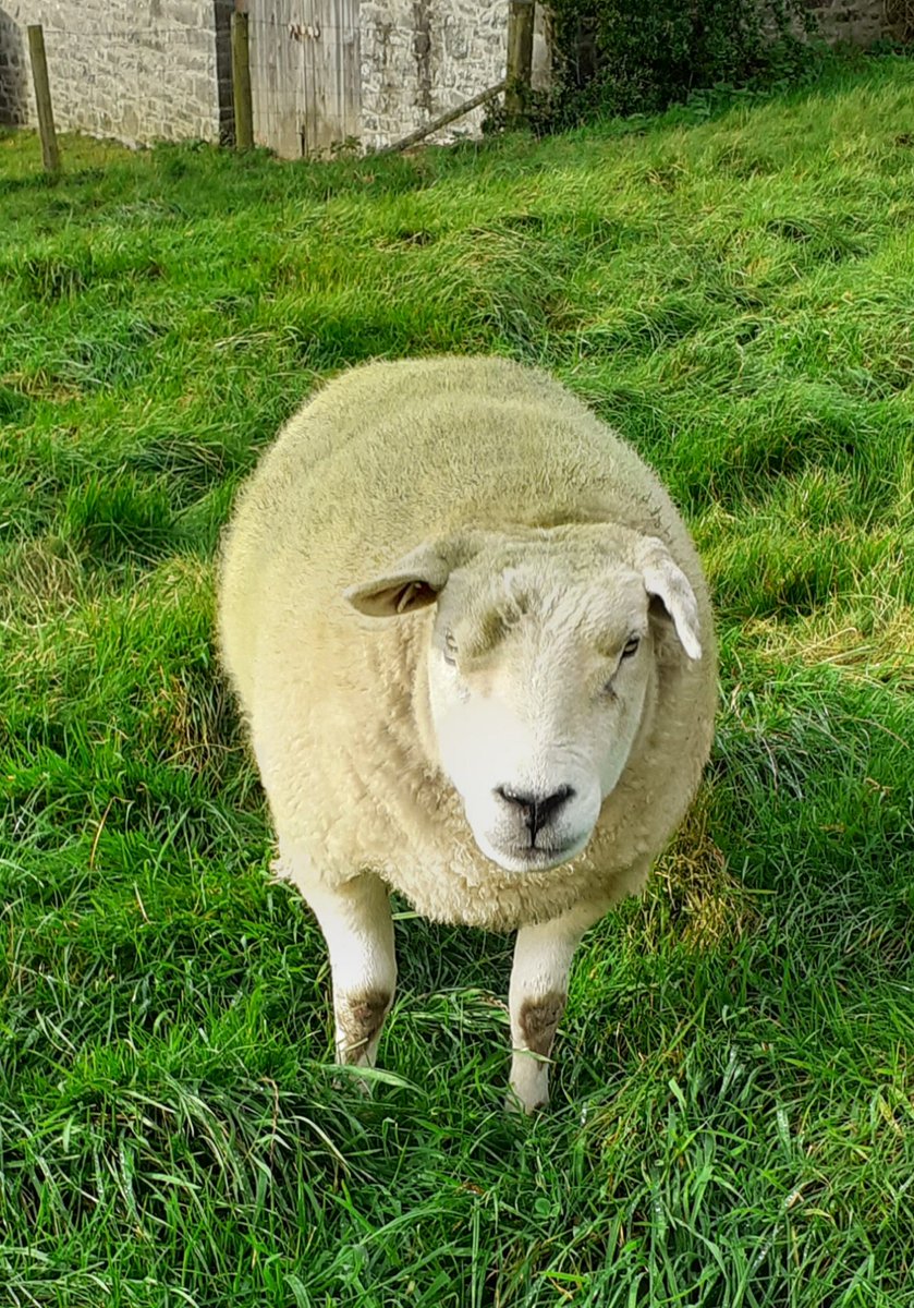 WPSSanctuary's tweet photo. Denis couldn't get to the barber so tried a bit of home hair colouring 💚🤣
#animalsanctuary #sheep365 #sheepoftwitter #texels #denis #FOREVERHOME #hairdisaster #naturaldyeing #nonprofit #AmazonWishLists https://t.co/hCEU28RIhY