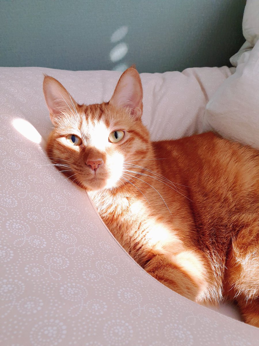 Nacho_Latte's tweet photo. 이쪽은 나쵸! 페르시안의 피가 섞인 6kg 대장고양이! 몸 전체가 치즈색이지!
그리고 이쪽은 라떼다! 완벽한 라떼색에 하얀 양말을 신었지! https://t.co/5I6gsmbN0X