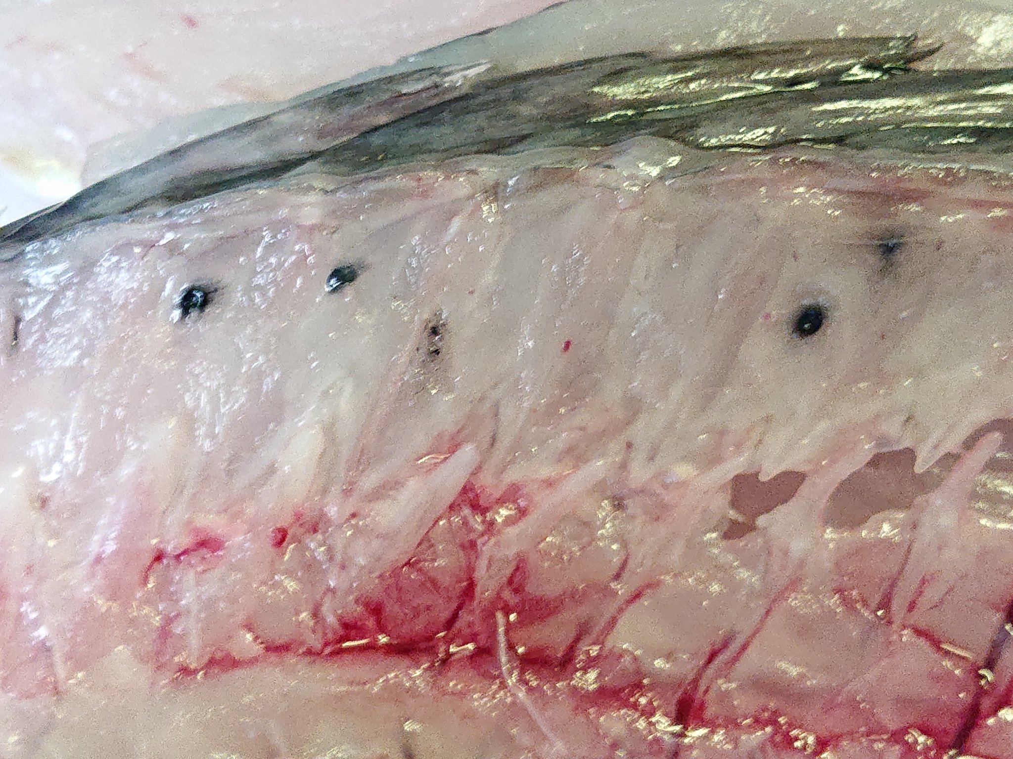 クロソイ 刺身 寄生虫