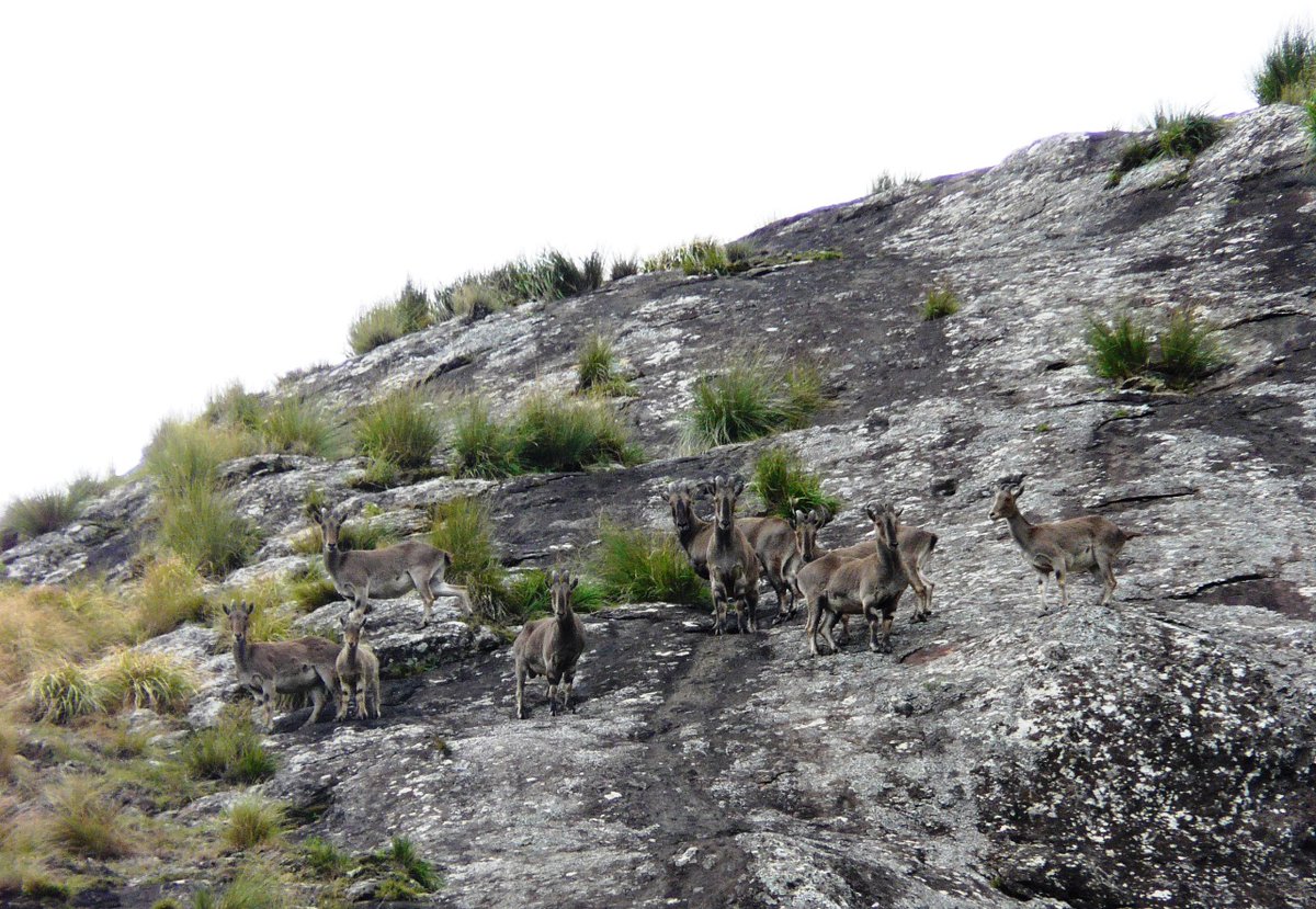 The largest of all Tahrs, the #NilgiriTahr inhabits the montane grasslands with rocky cliffs. These beautiful creatures face threats from habitat loss & forest fires. We are working to protect and conserve their populations in India. Pledge your support https://t.co/Fy3z6QpSil https://t.co/g5WZUloHgy