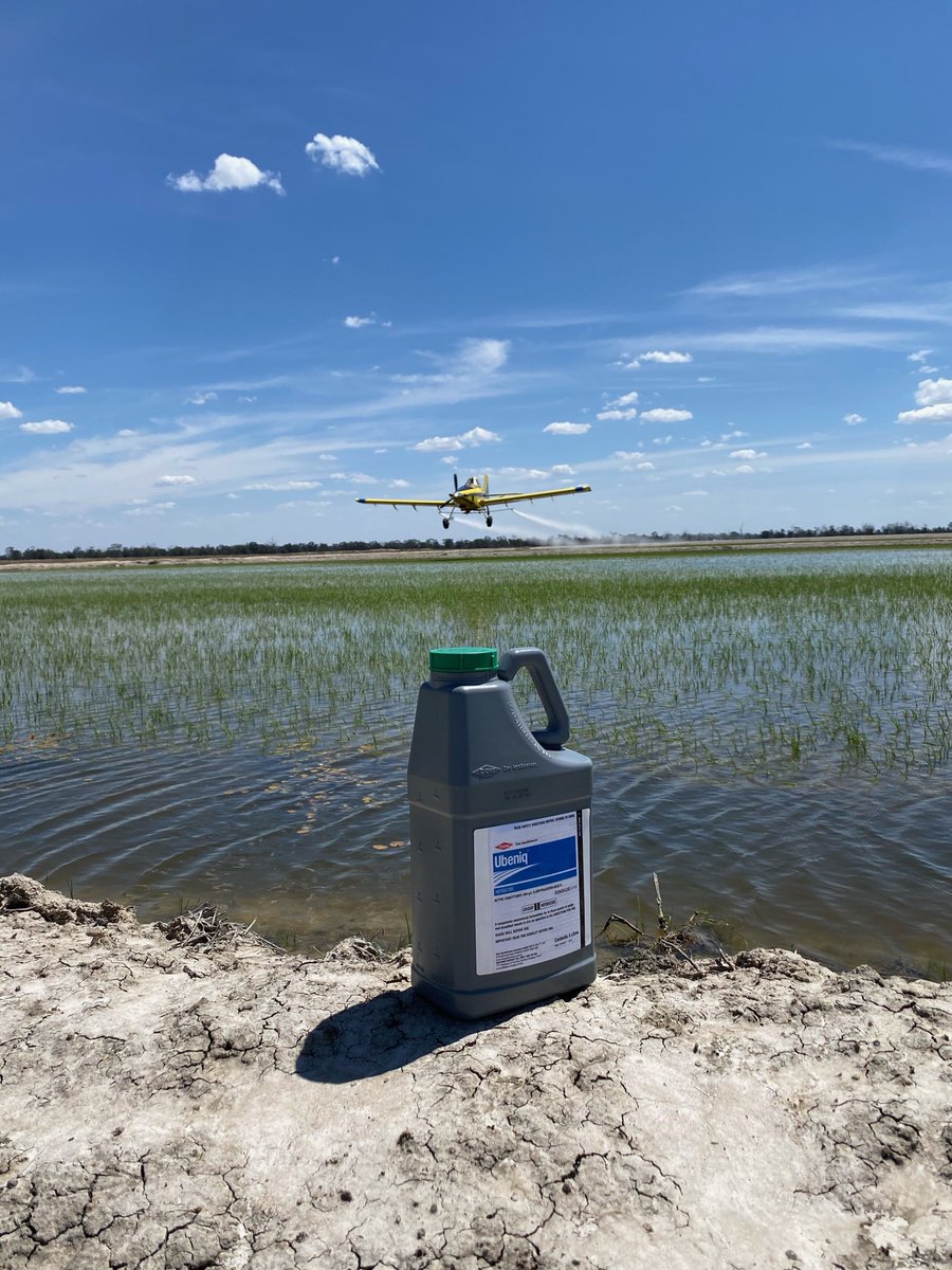 Scott Burger (@scottburger00) on Twitter photo First #ubeniq application with thanks to another great job from <a href="/Brear1Mark/">Mark Brear</a> Can’t wait to see the results #rice21 @CortevaAU <a href="/DanDixon_Ag/">Dan Dixon</a> <a href="/brcagents/">BR&C Agents</a> <a href="/AlleenaBurger/">Alleena Burger</a> <a href="/DanyonWilliams/">Danyon Williams</a> <a href="/ricegrowers/">RGA</a> <a href="/GrowerService/">SunRice Grower Services</a> First #ubeniq application with thanks to another great job from <a href="/Brear1Mark/">Mark Brear</a> Can’t wait to see the results #rice21 @CortevaAU <a href="/DanDixon_Ag/">Dan Dixon</a> <a href="/brcagents/">BR&C Agents</a> <a href="/AlleenaBurger/">Alleena Burger</a> <a href="/DanyonWilliams/">Danyon Williams</a> <a href="/ricegrowers/">RGA</a> <a href="/GrowerService/">SunRice Grower Services</a>