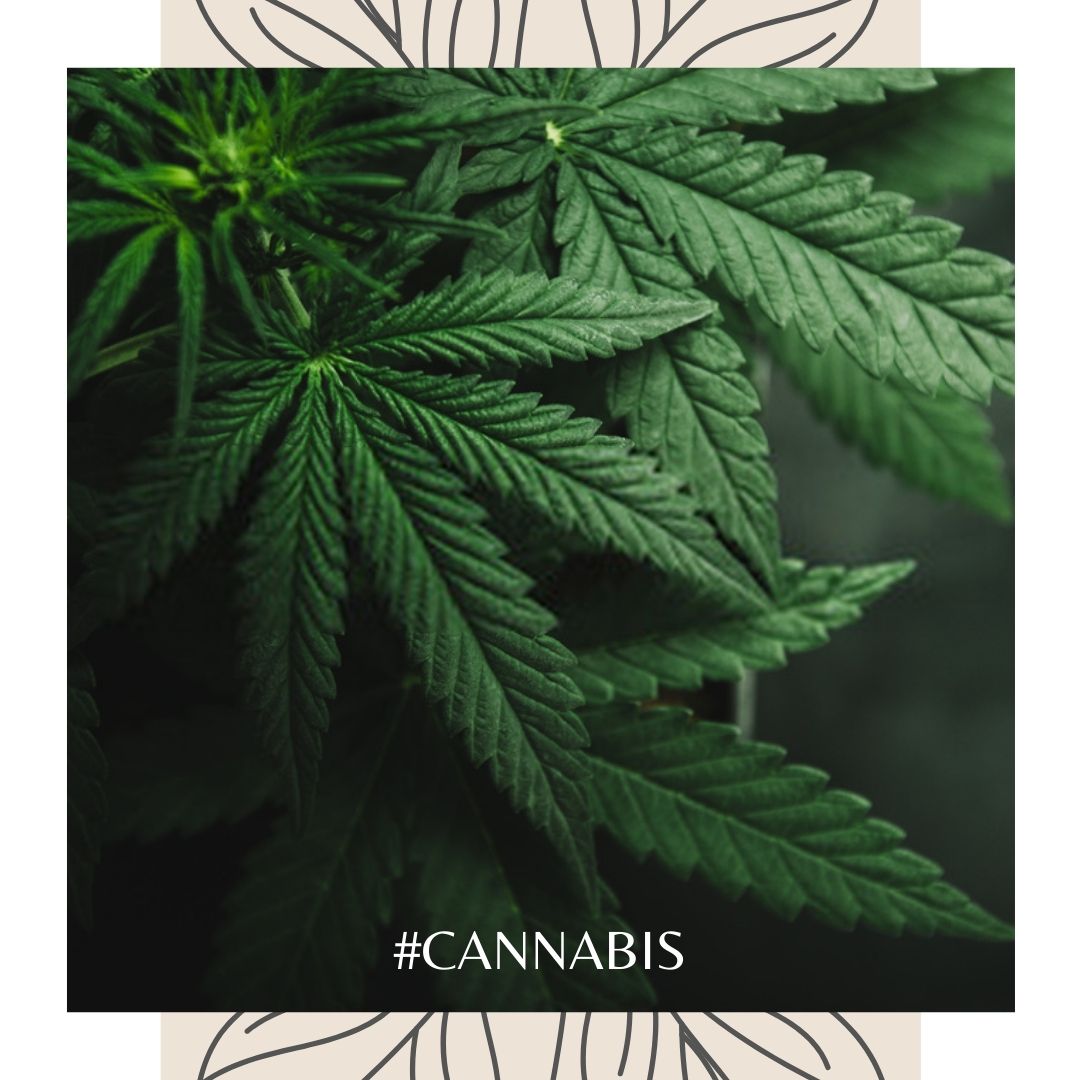 420bakersfield's tweet photo. Cannabis is proven helpful for fighting #anxiety, #depression, #stress, #PTSD. 

With a medical marijuana card, you can easily access #cannabis products.

🔗 https://t.co/ASVey3D36U https://t.co/XbbEjpcgaA