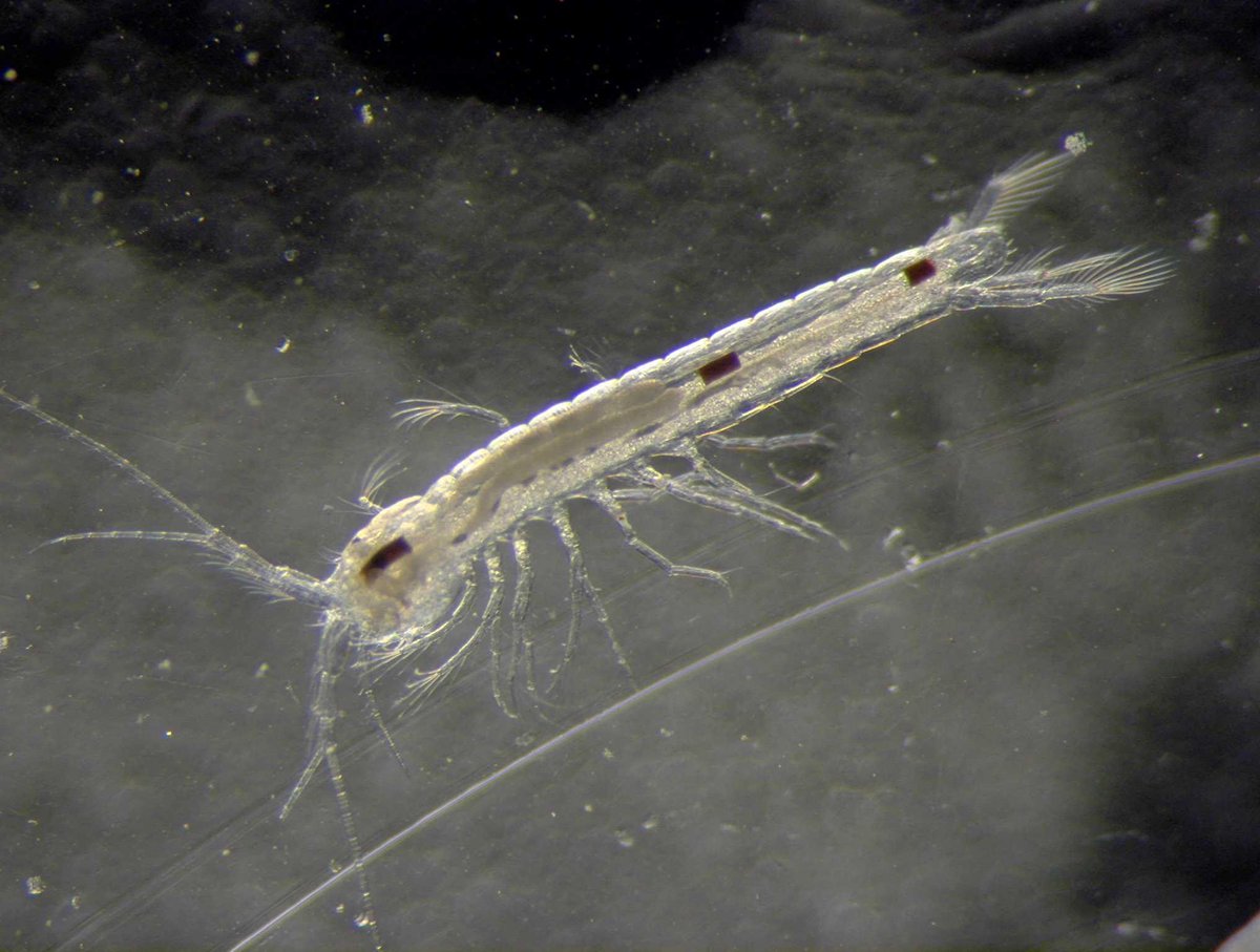 C'est le retour des nouvelles naturalistes en temps de (re)confinement !Et on commence avec une nouvelle espèce de crustacé souterrain découverte dans le  @ParcCalanques : Tethysbaena ledoyeri ‒ 1ère espèce de ce groupe décrite en France   http://inee.cnrs.fr/fr/cnrsinfo/sous-les-calanques-la-vie via  @INEE_CNRS