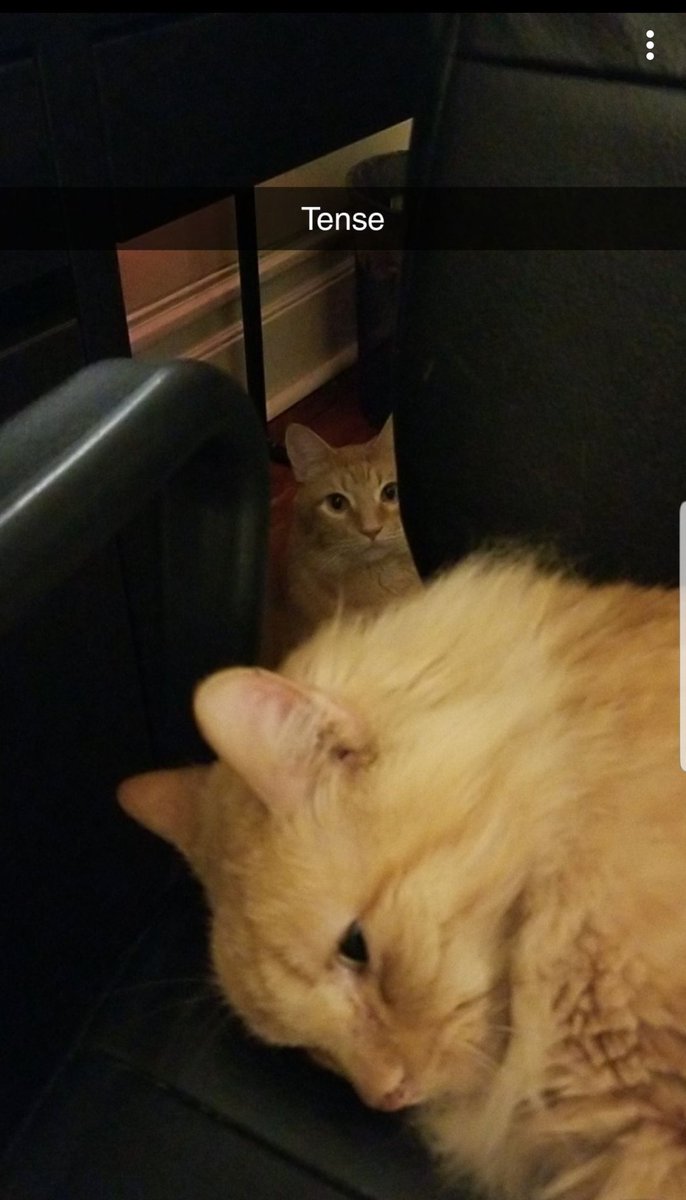marjjk0901's tweet photo. thread of cursed pictures of my cats 2 look at when I am feeling sad xx https://t.co/J1BHppjQs0