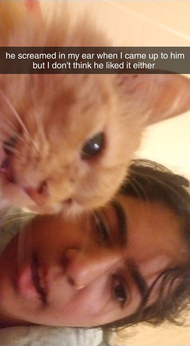 marjjk0901's tweet photo. thread of cursed pictures of my cats 2 look at when I am feeling sad xx https://t.co/J1BHppjQs0