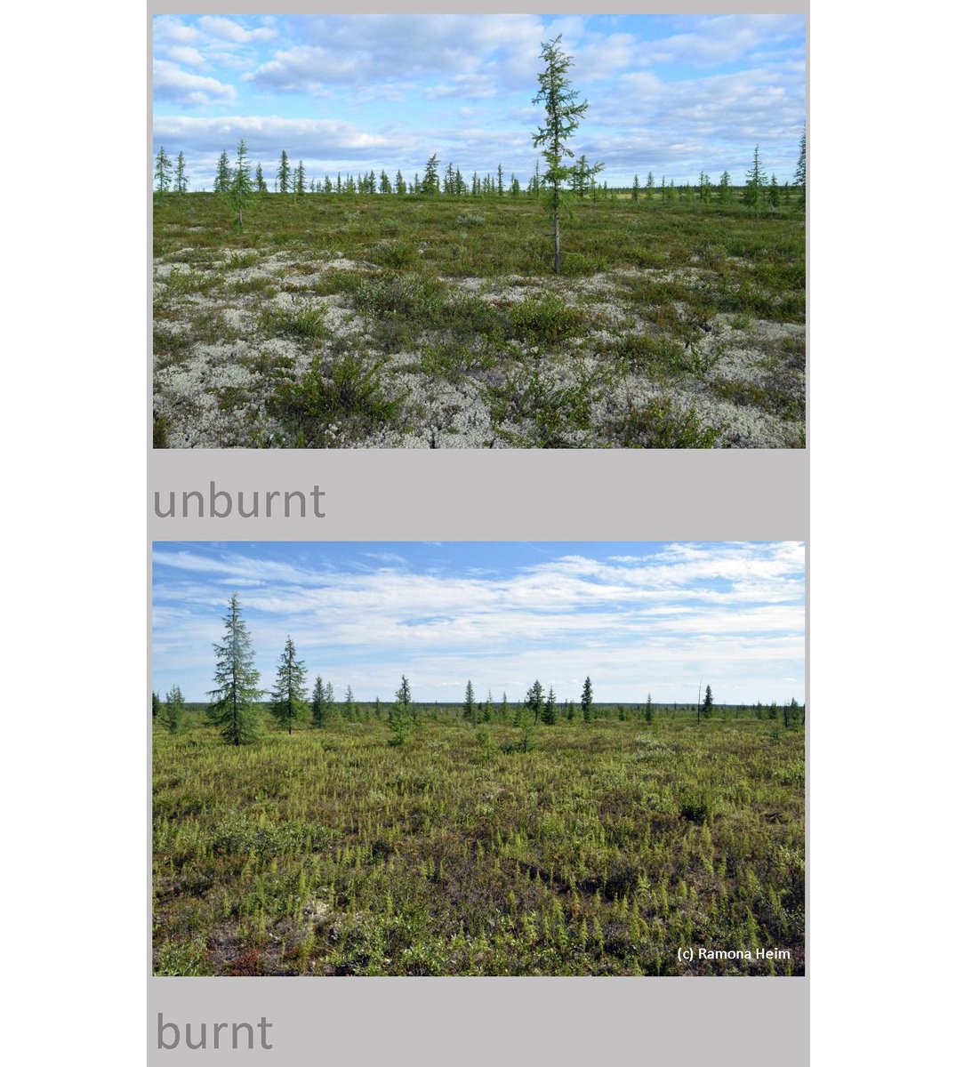 🔥Long-term legacies of #SiberianFires in subarctic tundra: slow lichen recovery (with implications for #permafrost thaw) but increased shrub vitality/encroachment after >44 years. New paper led by @RamonaJHeim:
authors.elsevier.com/c/1c1n0B8ccoP6S
with @AnnaBucharova <a href="/TyumGU/">TSU</a>