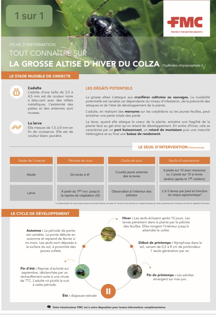 InsectTracker's tweet photo. Présence d’adulte de grosses altises dans les colzas. Surveillez les 1ères larves 🐛 grâce au test berlèse. Pour tout connaître sur la grosse altise d’hiver du colza, retrouvez la fiche sur l appli Evalio #insecttracker https://t.co/bkFDogm9WZ