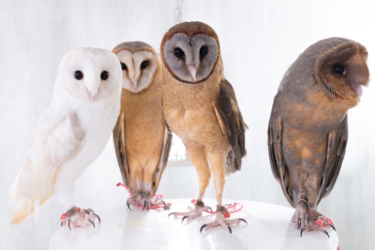 OwlsEveryHour's tweet photo. #OwlHour https://t.co/kxg2s12eZN