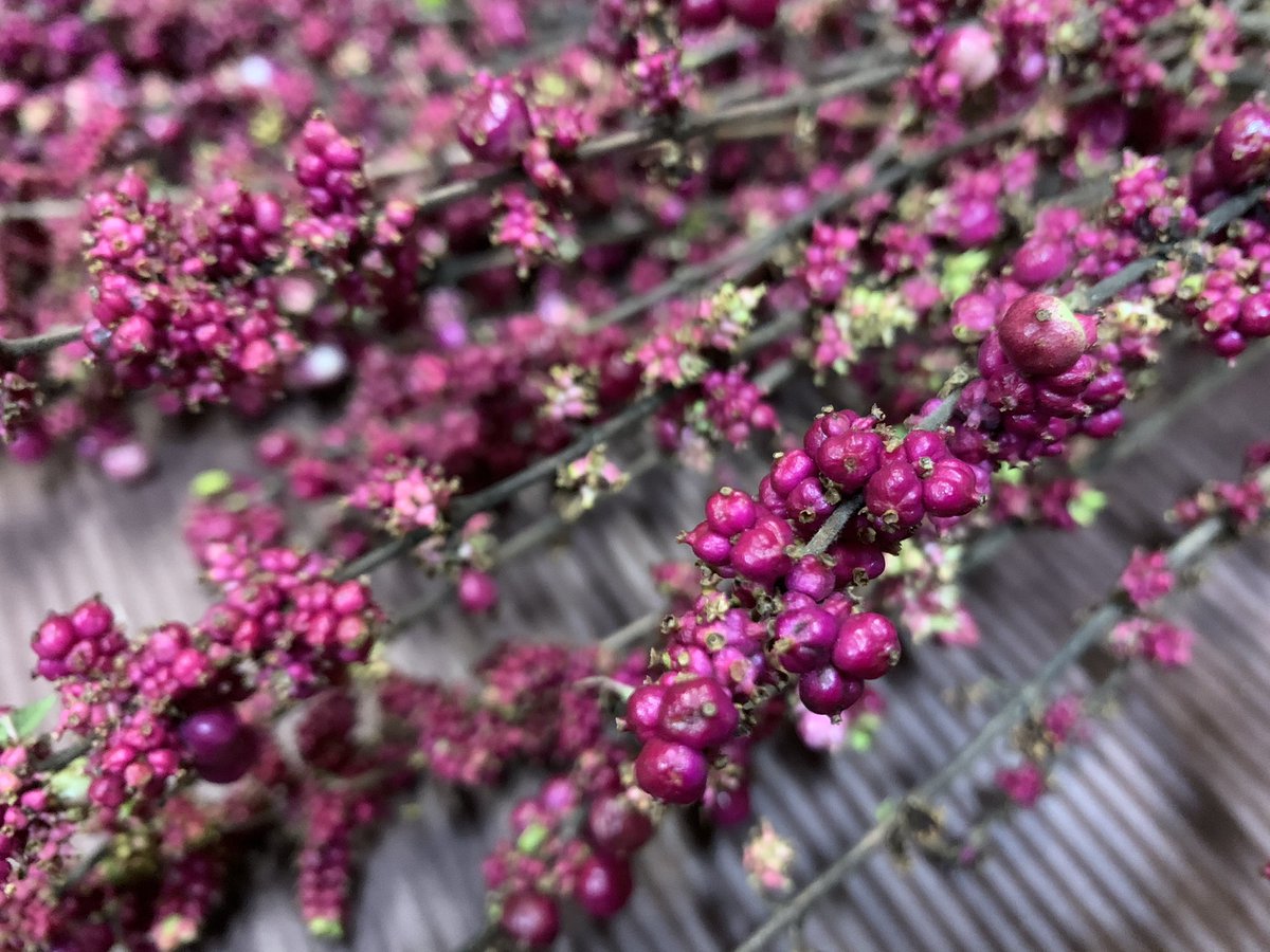 石田花店 シンフォリカルポス原種 ワイルドワンです 小ぶり実でアレンジメントのアクセントに入れるのもいいですね シンフォリカルポス 花言葉 いつまでも献身的に 石田花店 Tel 072 675 0338 高槻 高槻市 高槻花屋 高槻市花屋 高槻市営葬儀