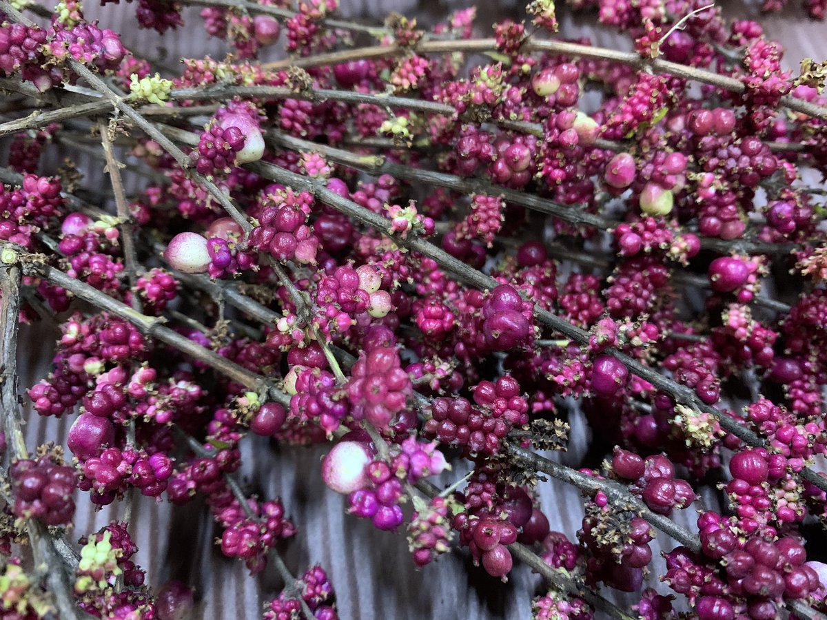 石田花店 シンフォリカルポス原種 ワイルドワンです 小ぶり実でアレンジメントのアクセントに入れるのもいいですね シンフォリカルポス 花言葉 いつまでも献身的に 石田花店 Tel 072 675 0338 高槻 高槻市 高槻花屋 高槻市花屋 高槻市営葬儀