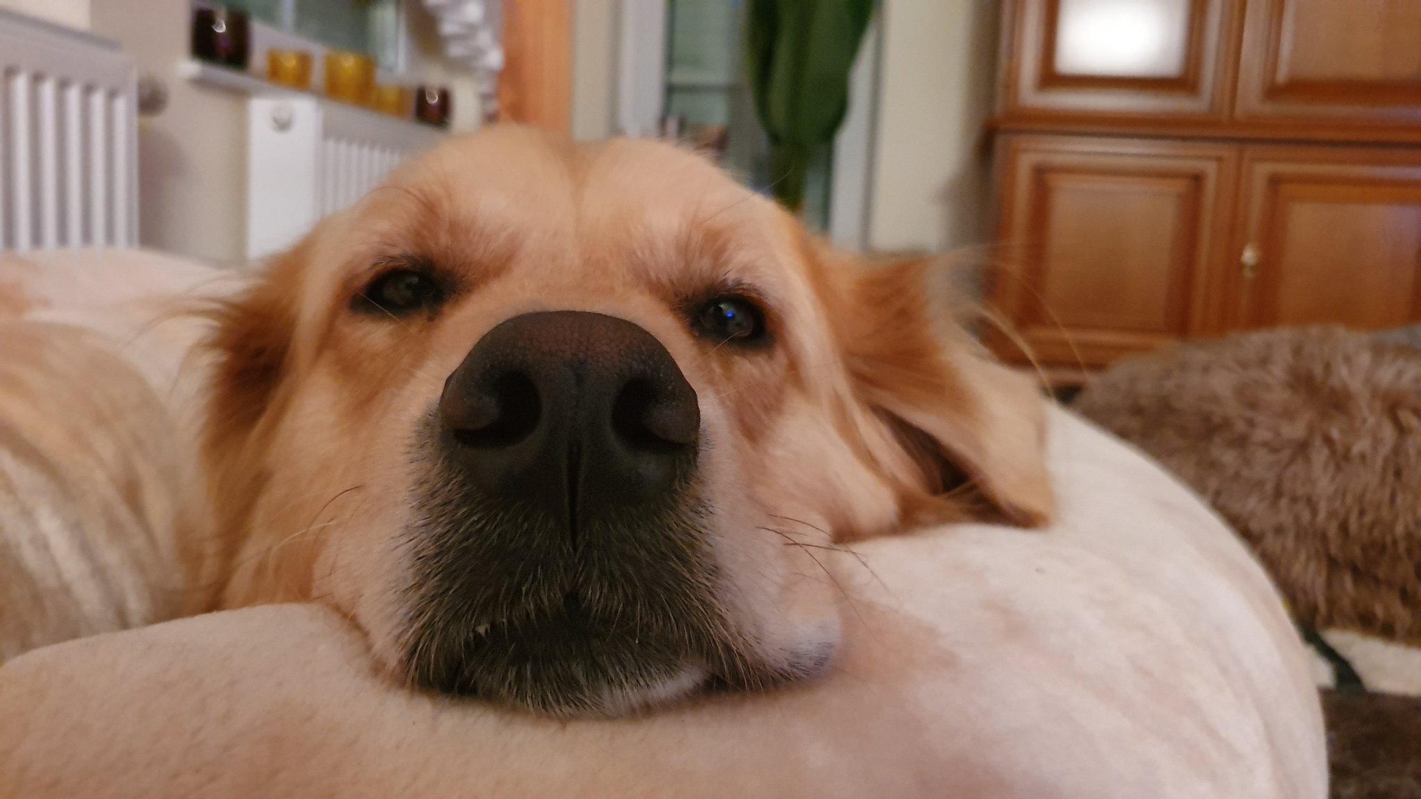 Our good boi is 3 today. Happy birthday Prince Charles, we love you!   