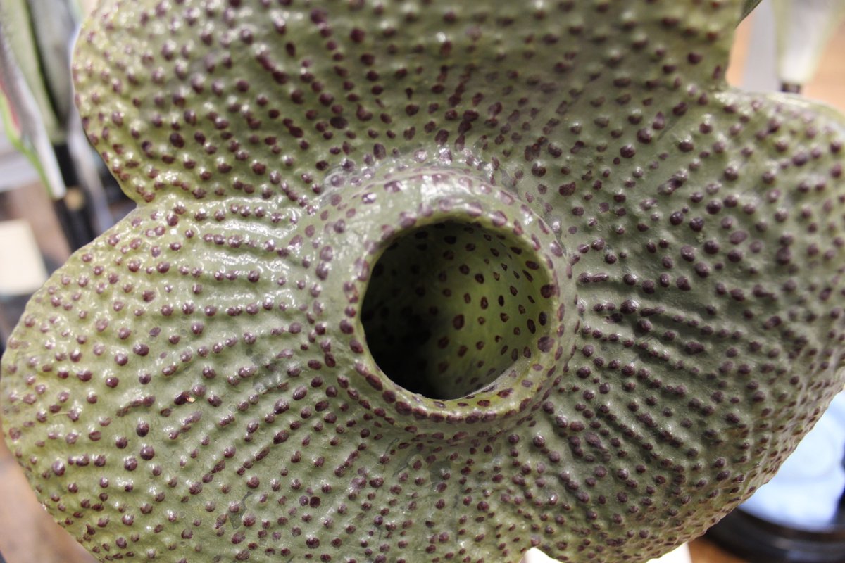 Aristolochia's tweet photo. Here's the model of the plant shown in our avatar - Aristolochia, also known as birthwort or Dutchman's pipe. With over 500 species worldwide, it has been used to repel snakes, treat arthritis and some are threatened with extinction.  #BotanicMonday #beautifulbotany @McrMuseum https://t.co/QOYHjlqEWu