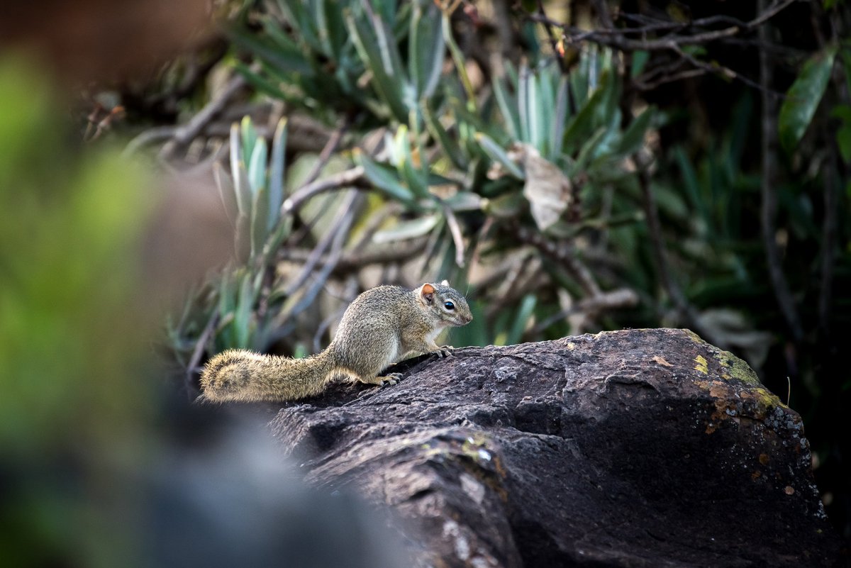 governorscamps's tweet image. Some of the smaller and sometimes unnoticed wildlife that lives in and around #GovernorsMugieHouse - also part of of our #castofcharacters' up here. Keep your eyes peeled as you walk through the beautiful gardens and you will surely spot almost all of them. @governorscamps #kenya