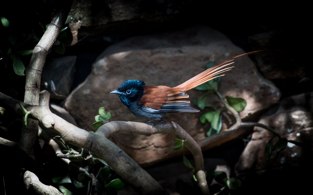 governorscamps's tweet image. Some of the smaller and sometimes unnoticed wildlife that lives in and around #GovernorsMugieHouse - also part of of our #castofcharacters' up here. Keep your eyes peeled as you walk through the beautiful gardens and you will surely spot almost all of them. @governorscamps #kenya