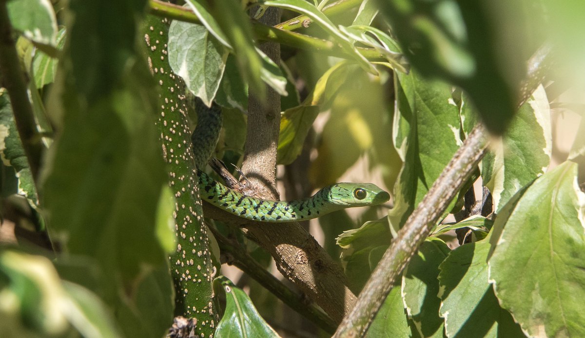 governorscamps's tweet image. Some of the smaller and sometimes unnoticed wildlife that lives in and around #GovernorsMugieHouse - also part of of our #castofcharacters' up here. Keep your eyes peeled as you walk through the beautiful gardens and you will surely spot almost all of them. @governorscamps #kenya