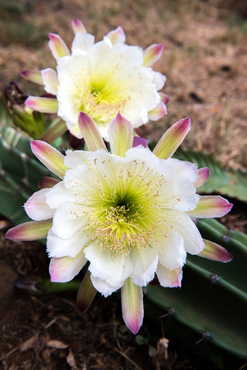 governorscamps's tweet image. Some of the smaller and sometimes unnoticed wildlife that lives in and around #GovernorsMugieHouse - also part of of our #castofcharacters' up here. Keep your eyes peeled as you walk through the beautiful gardens and you will surely spot almost all of them. @governorscamps #kenya