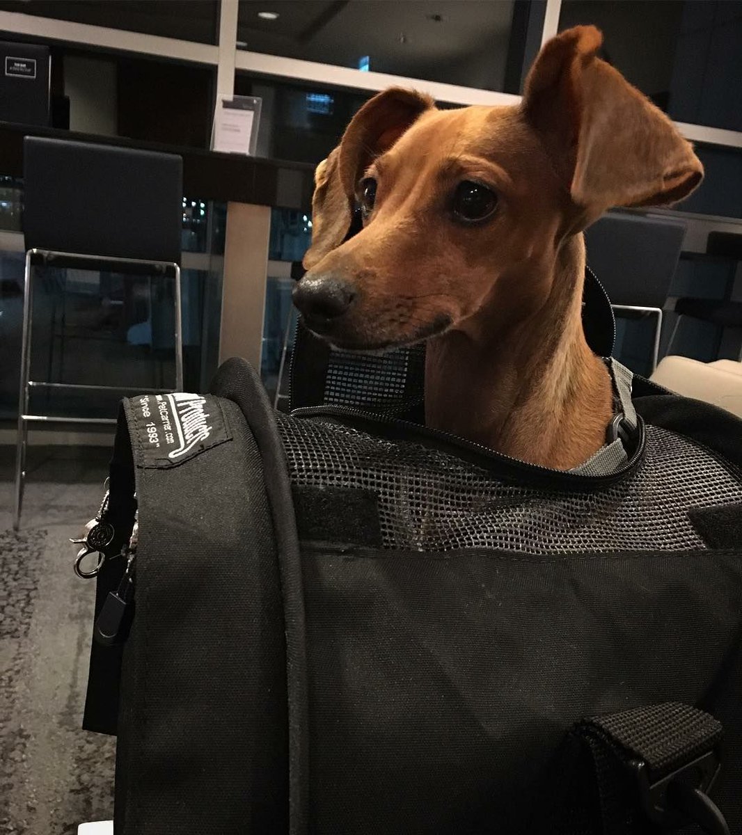 People love to travel during the holidays, and they are just around the corner! 🎃🎄🎉

Between vacation homes or your parents house, you can bring your pet alone on the flight! ✈

Buy yours before the holidays and make traveling with your pet a delight rather than a hassle! 🐶