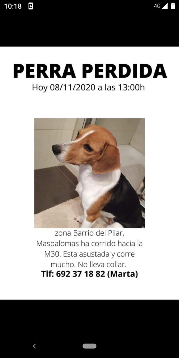 Deividg15's tweet photo. Perrita perdida zona barrio del Pilar, puerta de hierro, https://t.co/laN1UPgWOb