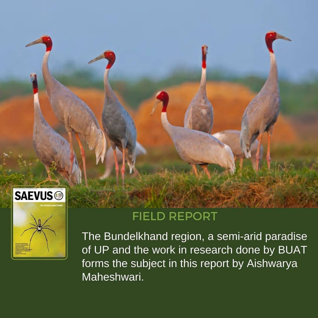 SaevusWildlife's tweet photo. Get your digital copy now
Saevus Wildlife: https://t.co/gMV57q12u6
Magzter : https://t.co/1jBI06mLjm
Readwhere : https://t.co/DDYiySoZyg
#Saevus #saevusmagazine #birdsmagazine #wildlife #september2020 #magzter #digital #digitalmagazine #magazine #magazinedesign #magazineart https://t.co/Is6y8BpjsG