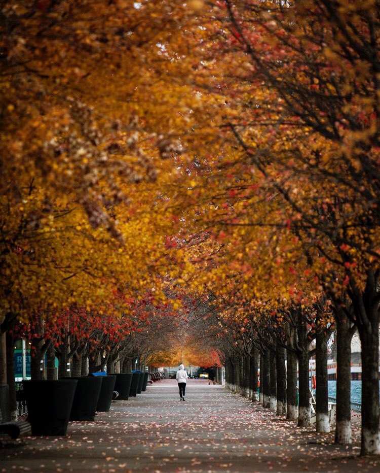 SamsonAmanuel's tweet image. The beauty of fall #Toronto #sugarBeach #fallTo #beachTo