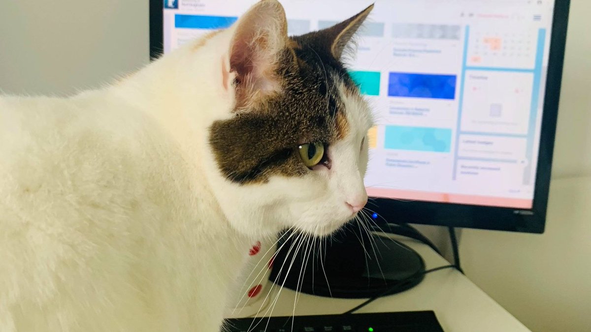 The @DForenPsy team are working from home with their assistant psychologists. Here we have Bella helping with Moodle. 

We would love to see your #workingfromhome assistants!

#TeamsMates #academicswithcats #MoodleMates #psychassistant #assistantpsych #AcademicChatter #psychology