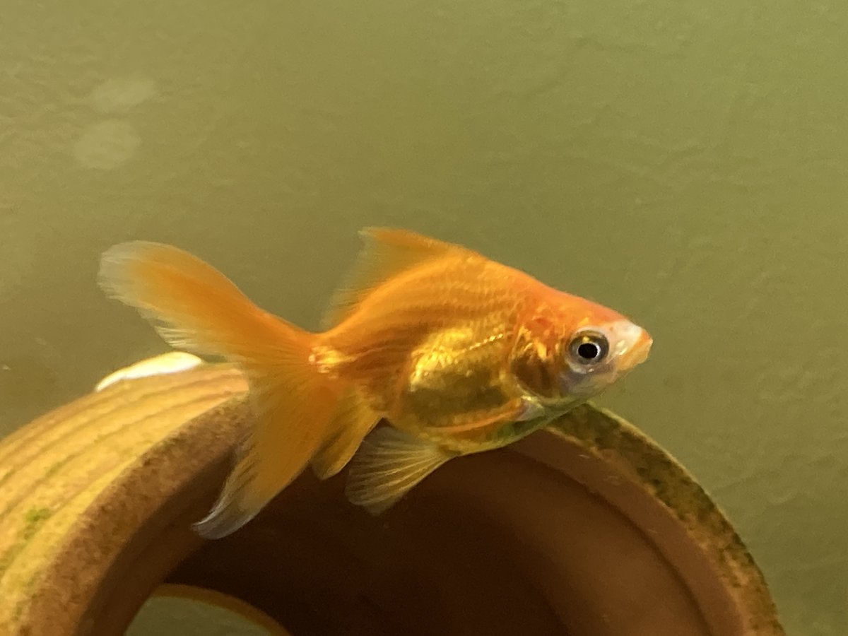 郡山金魚スクール Kksonline Twitter