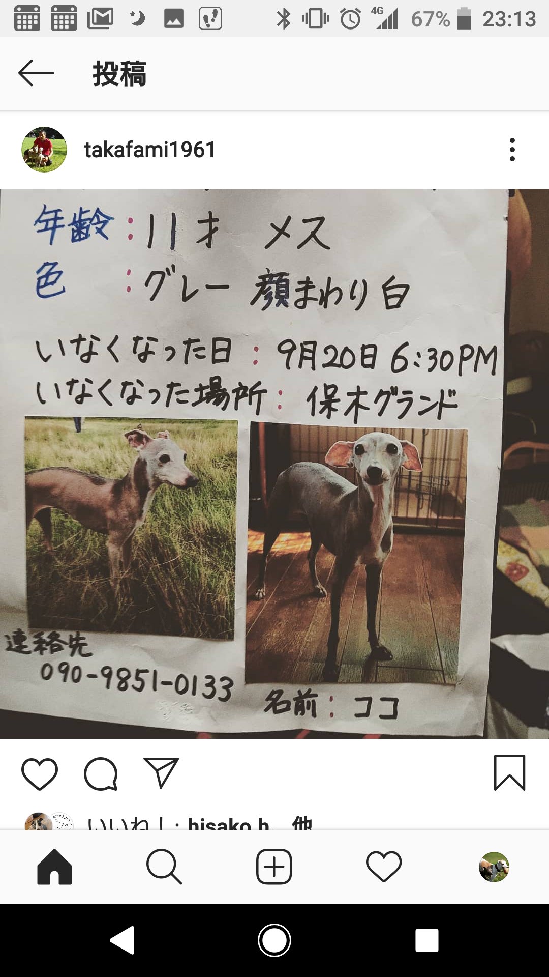 マルコとアンナ イタグレ夫婦 Greyhoundmarco Twitter