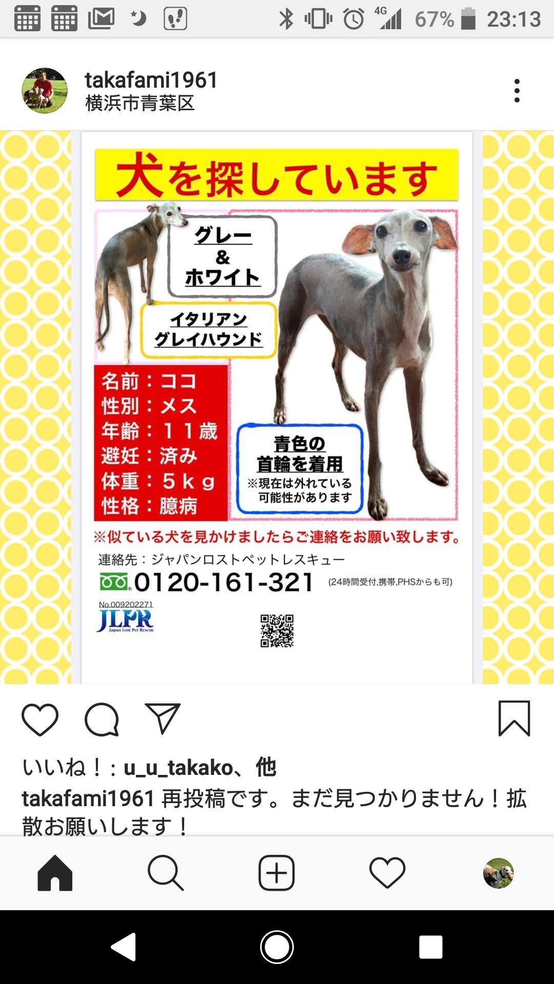 マルコとアンナ イタグレ夫婦 Greyhoundmarco Twitter