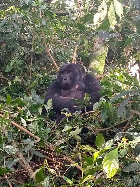 ZzikeSafaris's tweet photo. The #Batwa one of the last groups of short statured people known as the #pygmies, a visit to the #Twa community is an enriching and inspiring experience
#Zziketropicalsafaris #VisitAfrica #UgandaSafari
Whatsapp +256794243857 call +256756953800 https://t.co/YQdIJyfP3P
