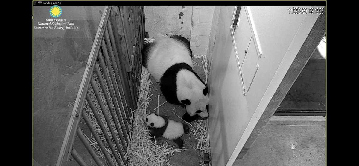 pinkypanda0823's tweet photo. GMLY!! Happy #MiniPandaMonday!! Biscuit @CubbieTbd is still working on his walking. You’ll get it, Bikkie!! https://t.co/oluo1U9h8e