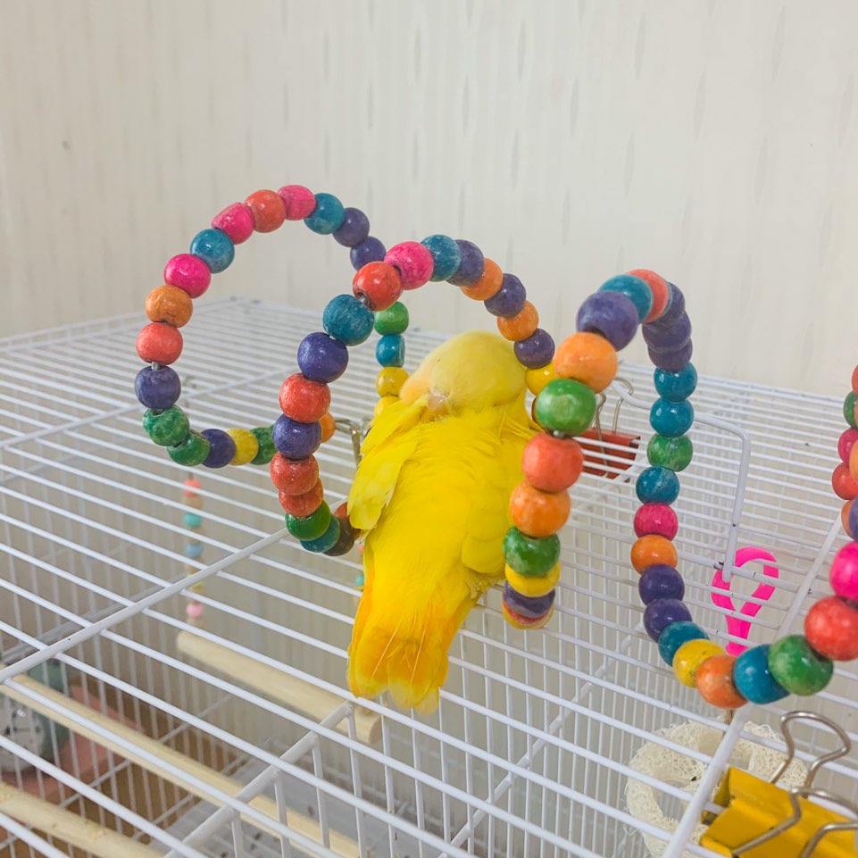 아기천사 아기망고