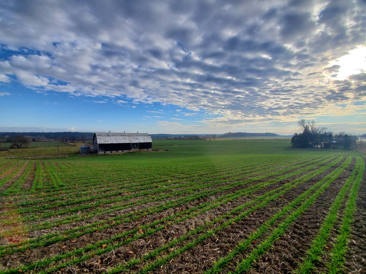 MosburgerA's tweet image. Beautiful November morning in Cobden to run @SoilOptix on this healthy stand of Twin Row Winter Wheat.