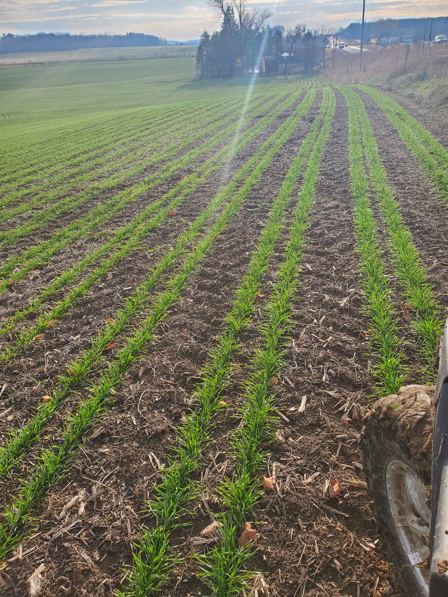 MosburgerA's tweet image. Beautiful November morning in Cobden to run @SoilOptix on this healthy stand of Twin Row Winter Wheat.