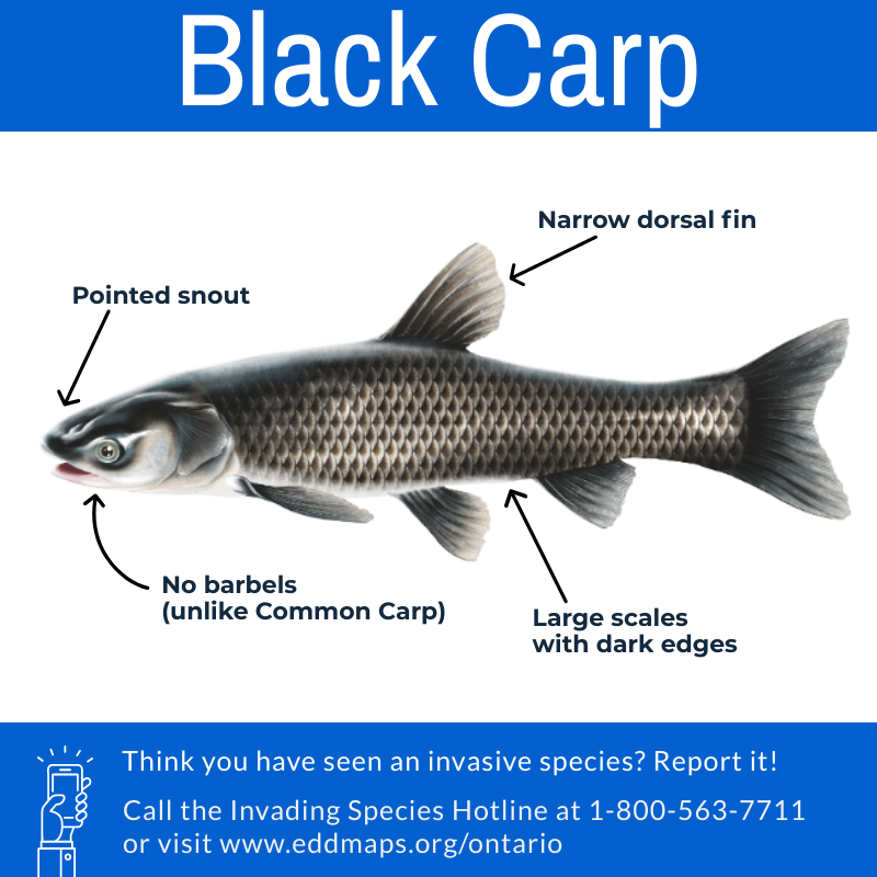 Invading Species on X: Black Carp (Mylopharyngodon piceus) are one of the  four Asian carps species currently threatening the health of our Great  Lakes. Unlike the other three species, the Black Carp