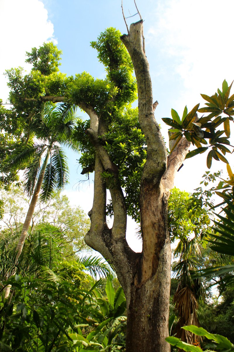 _Laura_GomDe's tweet photo. The oldest tree of the Botanical Garden of #Cartagena is 𝘈𝘯𝘢𝘤𝘢𝘳𝘥𝘪𝘶𝘮 𝘦𝘹𝘤𝘦𝘭𝘴𝘶𝘮 known as caracolí. Over 200 years old,  inspired Humboldt and José Celestino Mutis in their botanical expeditions through the region. Sadly it was hit my thunder and is still recovering https://t.co/AkiKZod42k