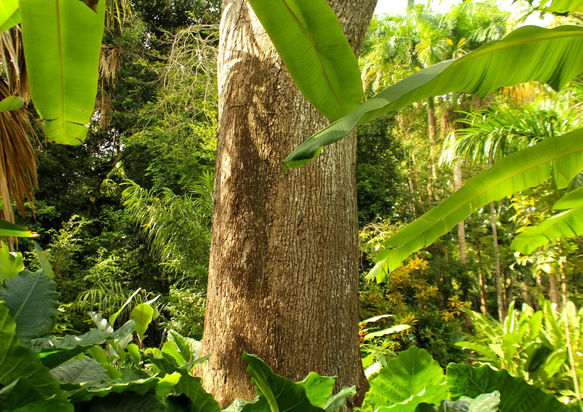 _Laura_GomDe's tweet photo. 𝘈𝘯𝘢𝘤𝘢𝘳𝘥𝘪𝘶𝘮 𝘦𝘹𝘤𝘦𝘭𝘴𝘶𝘮 #Anacardiaceae found from south of Costa Rica to Ecuador. The timber is widely used for the construction of canoes and furniture. The fruit is eaten and dispersed by bats; raw is poisonous for humans, although toasted is consumed locally. https://t.co/Zj8YqP28bG