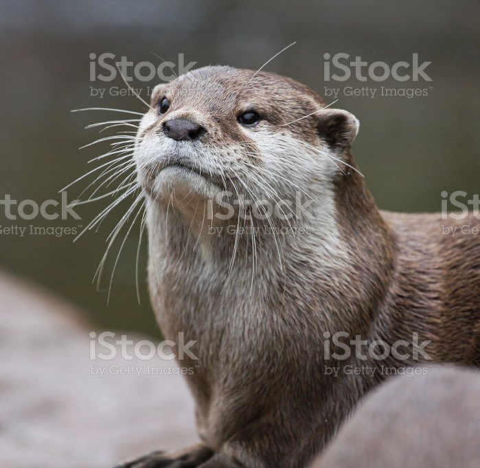 day 92 of nhlers as cute animals: connor mcdavid — once an otter, always an otter 