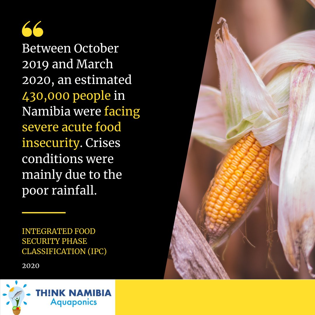 ThinkNamibia's tweet image. Between October 2019 and March 2020, an estimated 430,000 people in Namibia were facing severe acute #FoodInsecurity. Crises conditions were mainly due to the poor rainfall. (IPC, 2020)
#ThinkNamibia #FastFacts #Aquaponics