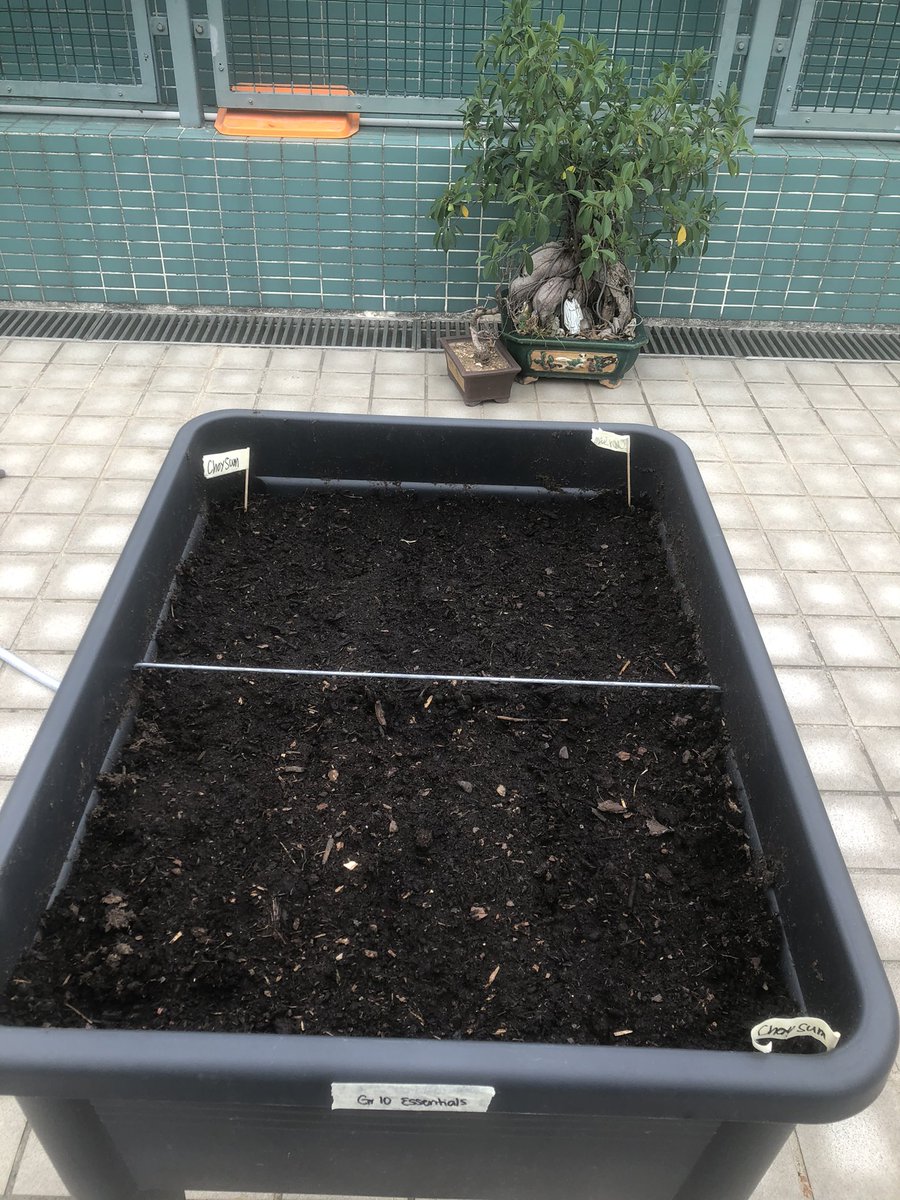 JoshLovestone's tweet photo. The best way to learn about a plant’s 🌱 life cycle is to germinate your own seeds and grow them in a garden. Next stop tomatoes 🍅, bok choy 🥬 and iceberg lettuce. #GrowingTogether https://t.co/3QenLVvjIm