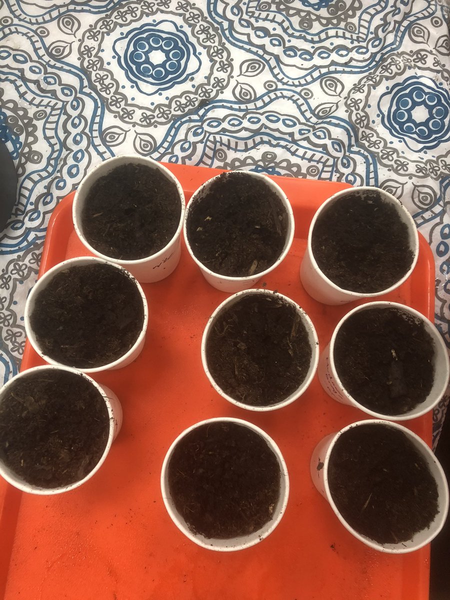 JoshLovestone's tweet photo. The best way to learn about a plant’s 🌱 life cycle is to germinate your own seeds and grow them in a garden. Next stop tomatoes 🍅, bok choy 🥬 and iceberg lettuce. #GrowingTogether https://t.co/3QenLVvjIm