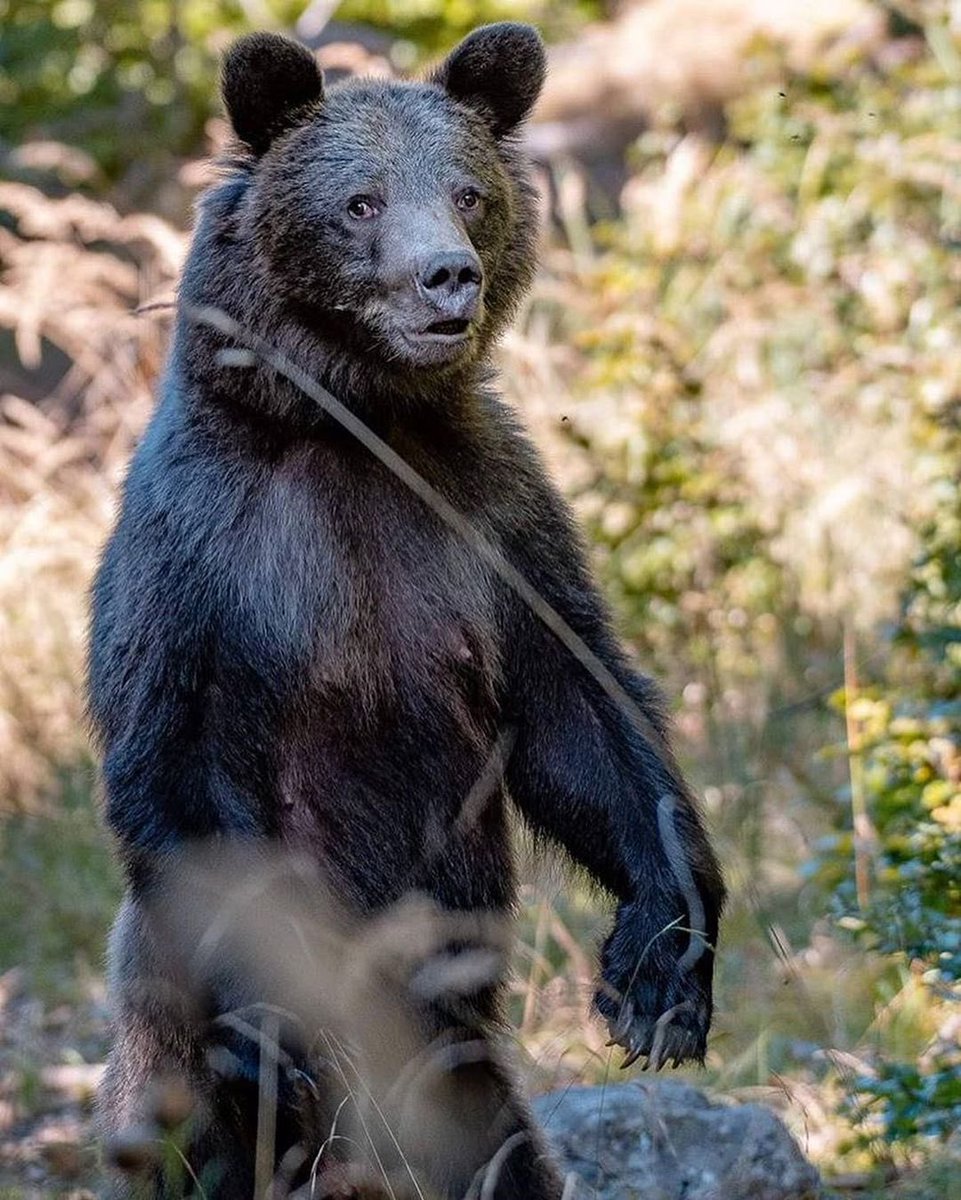 ThisIsSlovakia_'s tweet photo. This Is #WildLife in #Slovakia 🐺🐻
#ThisIsSlovakia 🇸🇰

#slovensko #planetearth #animals #wolf #bear #wildlifephotography #loveanimals @NatGeo 
(📷 Vierka Duchonova) https://t.co/otLaoA6d8C
