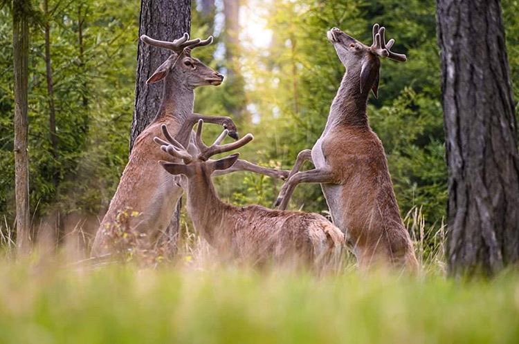 ThisIsSlovakia_'s tweet photo. This Is #WildLife in #Slovakia 🐺🐻
#ThisIsSlovakia 🇸🇰

#slovensko #planetearth #animals #wolf #bear #wildlifephotography #loveanimals @NatGeo 
(📷 Vierka Duchonova) https://t.co/otLaoA6d8C