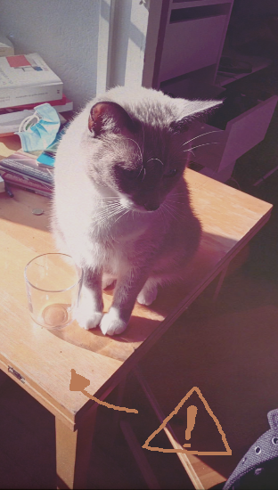 Usul A Un Moment Elle A Le Verre A Cote D Elle Au Bord De La Table Et Meme Pas Elle Le Touche Meilleur Chat Alors Que La Franchement C Etait Donne