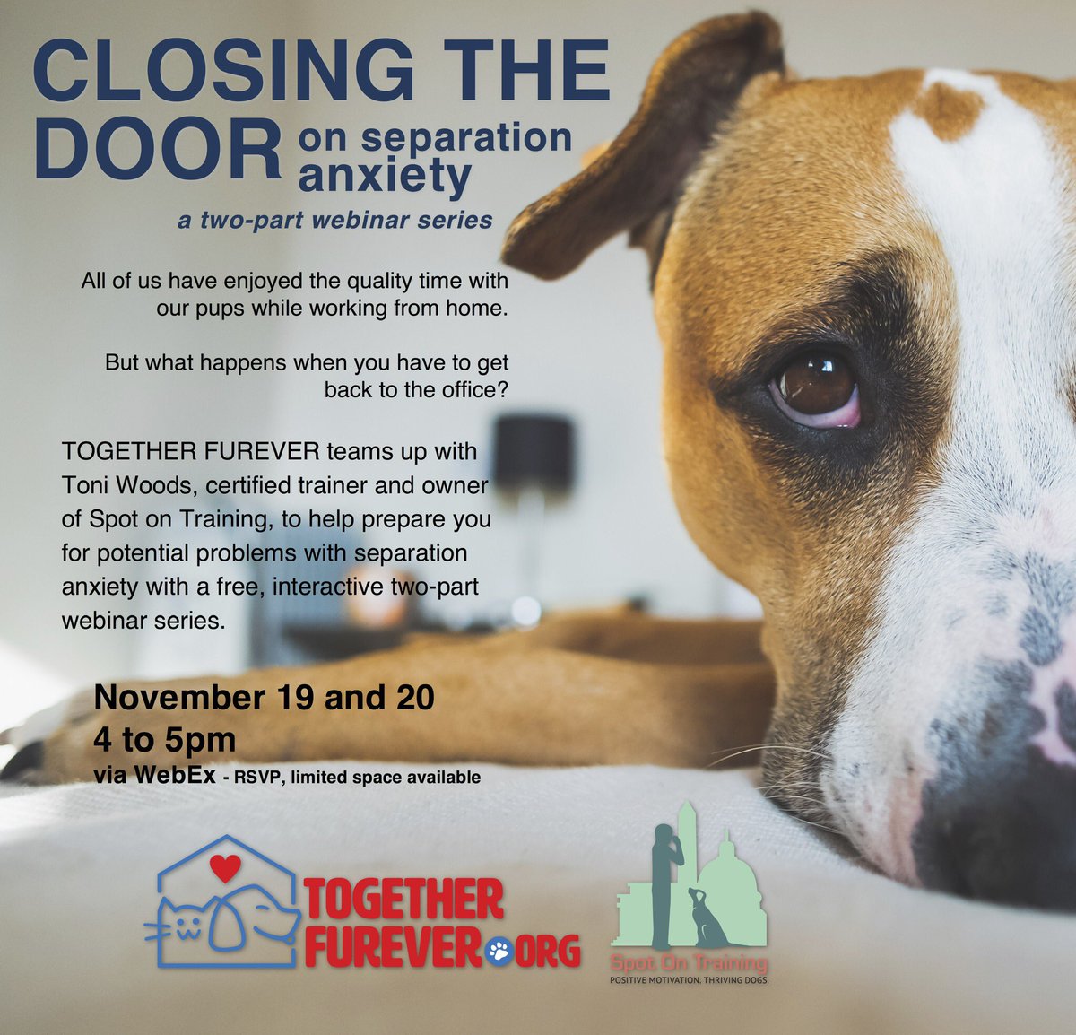 2gether_furever's tweet photo. All of us have enjoyed the quality time with our pups while working from home. But what happens when you have to get back to the office? We are teaming up with @SpotOnTraining for a free, interactive webinar series on separation anxiety, link in bio #togetherfureverdc #dcdogs https://t.co/GzYKxjiBXM