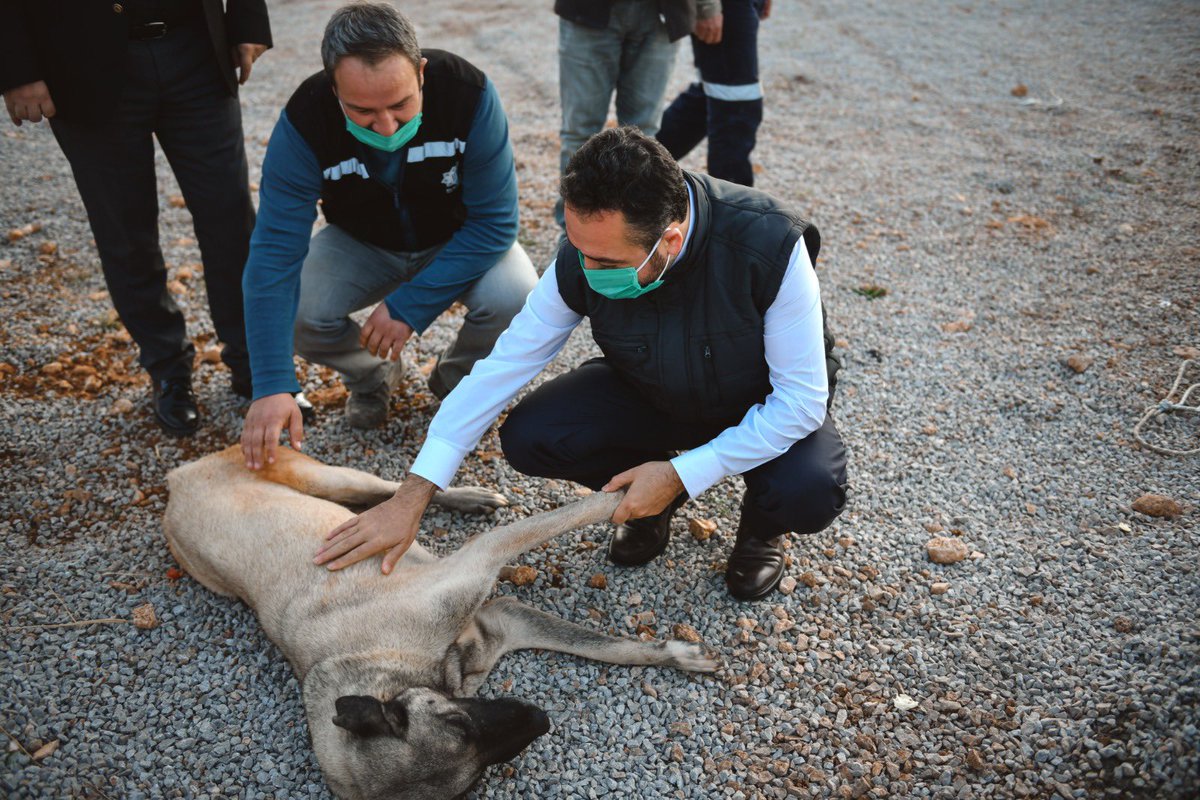 MehmetGurbuzOrg's tweet image. 👉 Barınaktaki çalışmalarımızı, Hayvanları Koruma Derneğimizle birlikte ziyaret ettik.

Hem Bize Allah'ın emaneti olan canlarımıza sahip çıkacağız hem de hayvansever vatandaşlarımıza çocukları ile birlikte gezebilecekleri güzel bir sosyal yaşam alanı kazandıracağız. 🐕 🐈