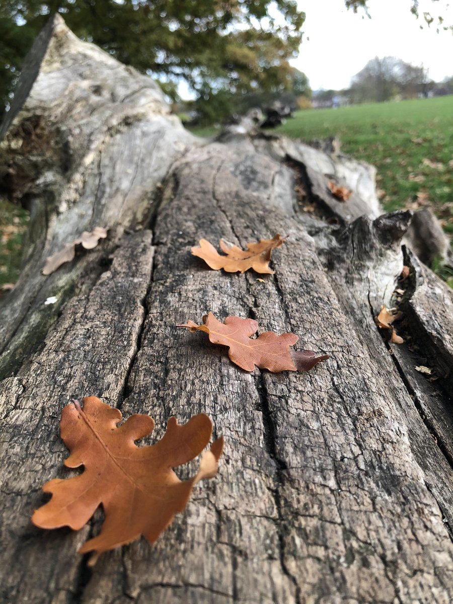EPHypnosis's tweet photo. A lovely autumn day to give the pandemic and world politics a rest too. https://t.co/l6DCOuwSYT