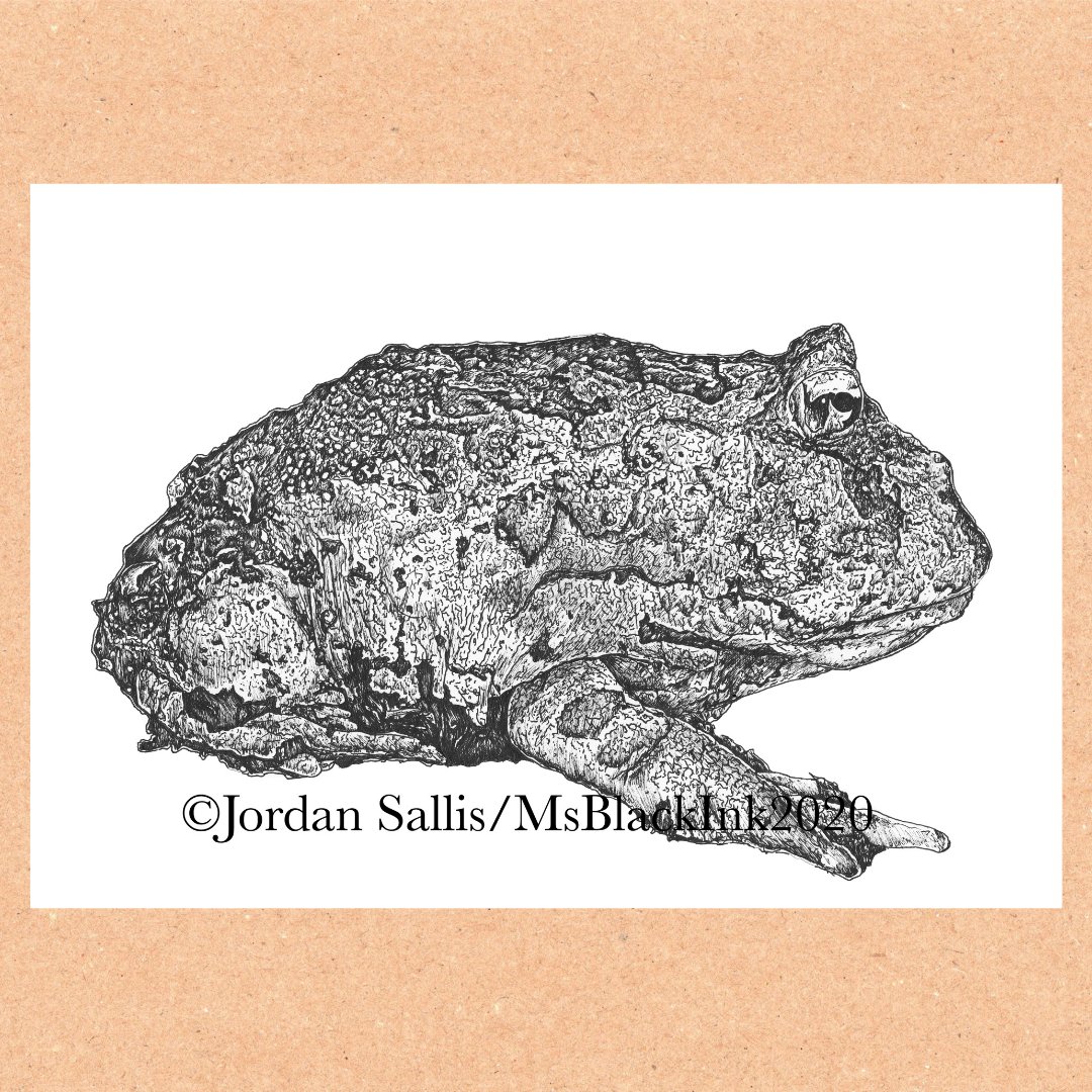 MsBlackInk_'s tweet photo. This week we are bringing you close up, high quality images of the "Exotic" illustrations.ππ
#rainforestexotics #exoticpet #exoticanimal #amphibian #cranwellshornedfrog #pacmanfrog #art #artwork #artist #organic #pagan #illustration #msblackink #nature #eco #painting https://t.co/jBto1YLzA2